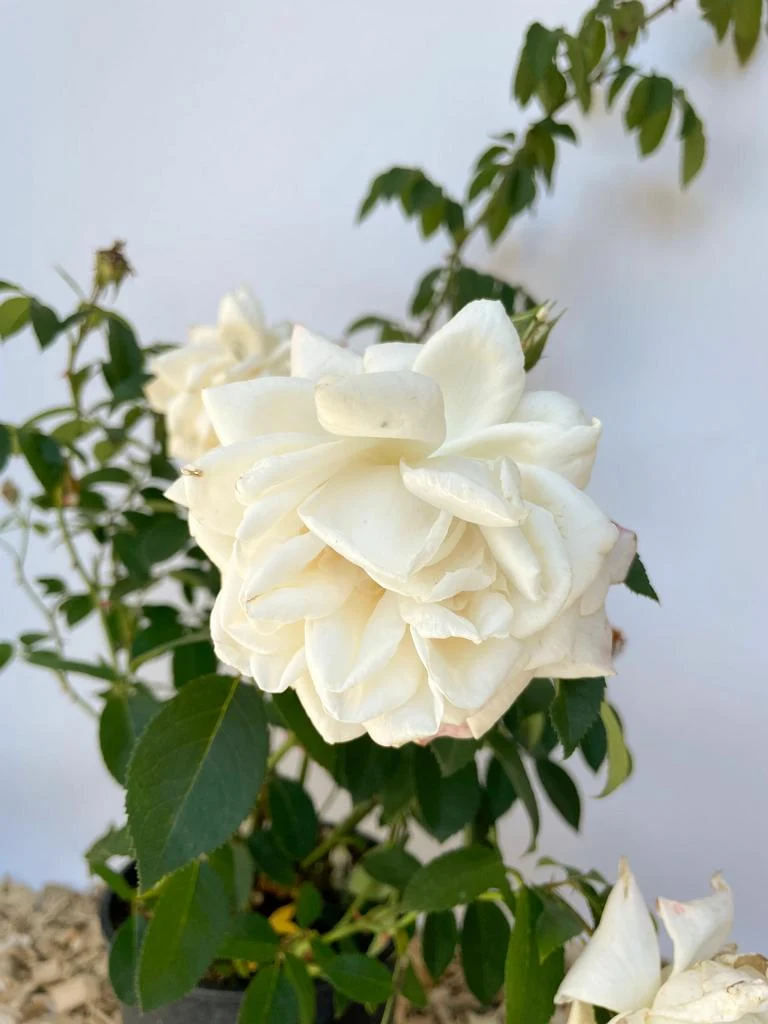 Kletterrose 'Ilse Krohn Superior'®