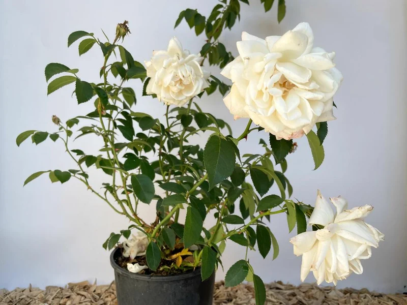 Kletterrose 'Ilse Krohn Superior'®