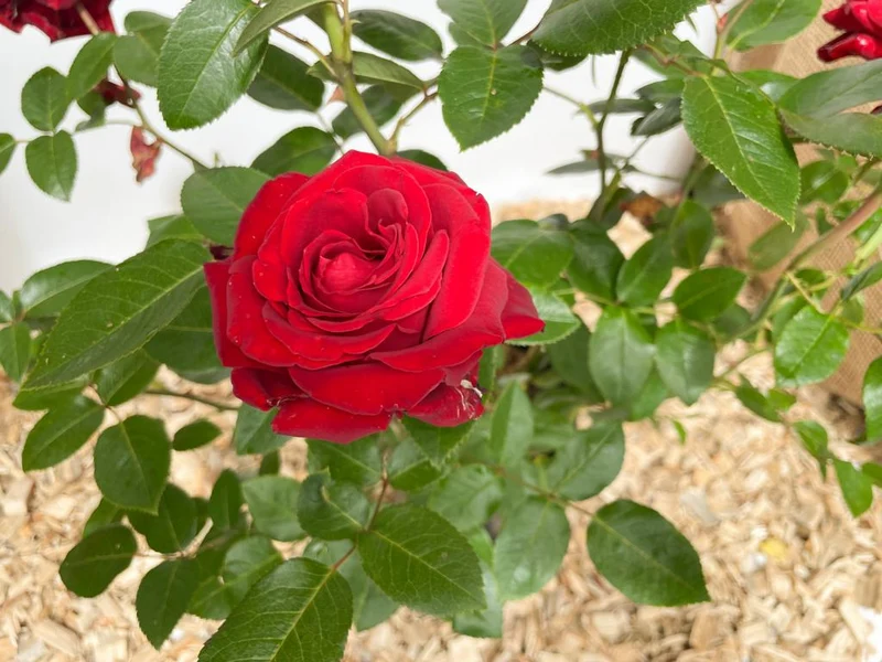 Edelrose 'Ingrid Bergmann'®
