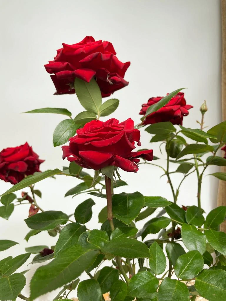 Edelrose 'Ingrid Bergmann'®
