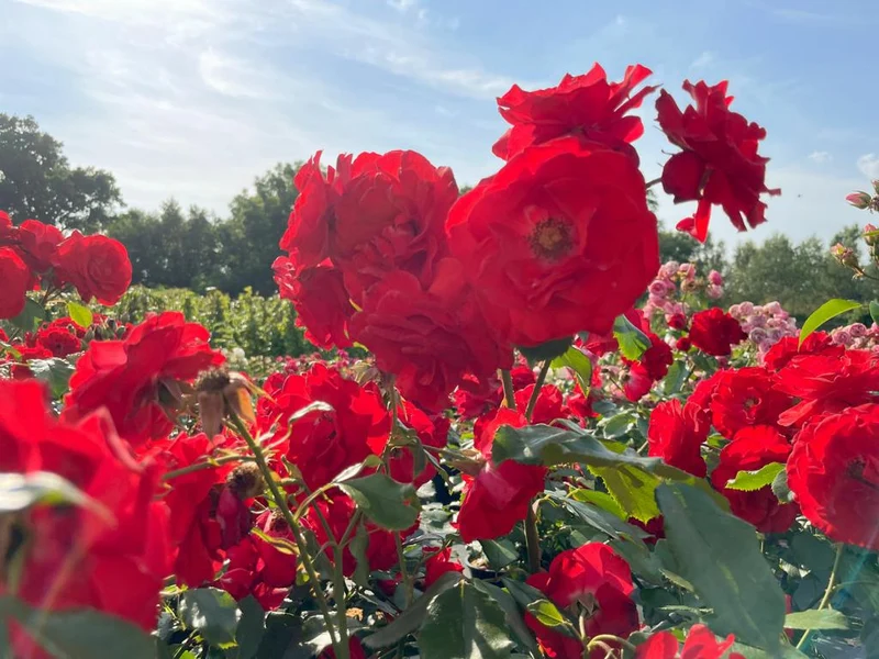 Beetrose 'Montana'®