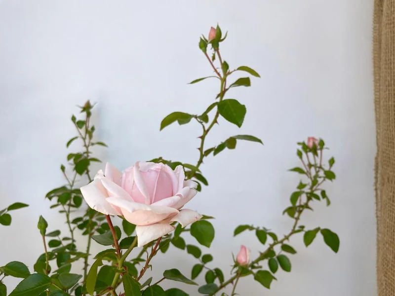 Kletterrose 'New Dawn'®