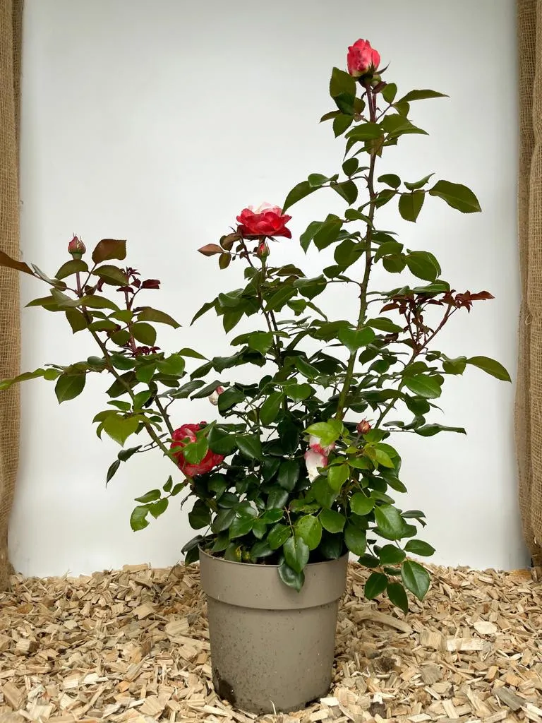 Edelrose 'Nostalgie'®