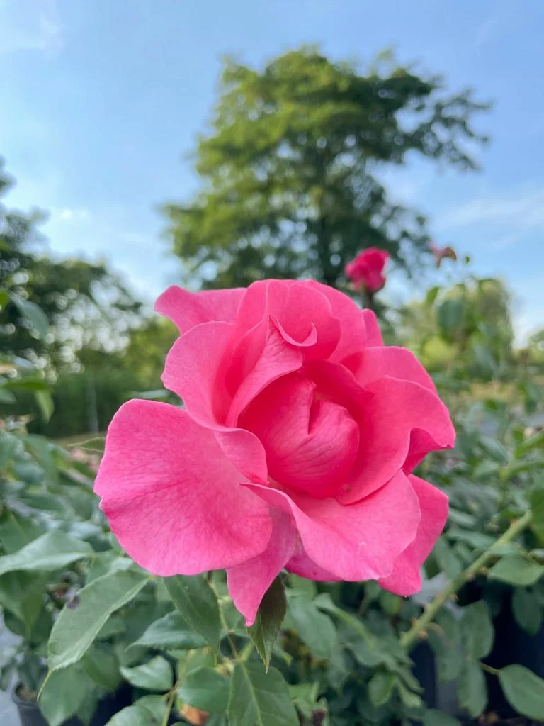 Strauchrose 'Romanze'®
