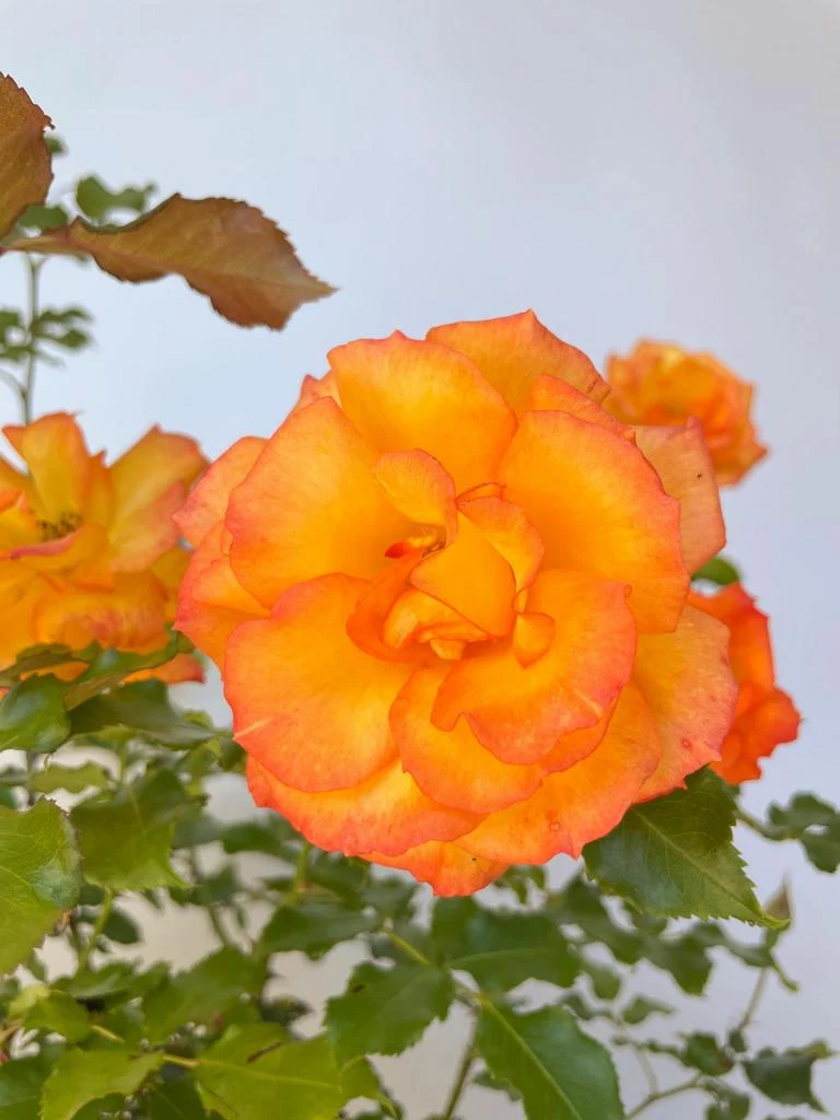Strauchrose 'Sahara'®