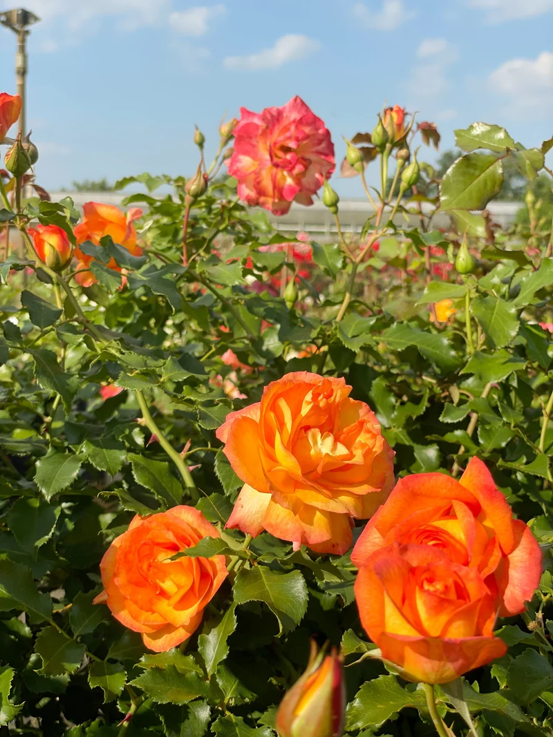 Strauchrose 'Sahara'®