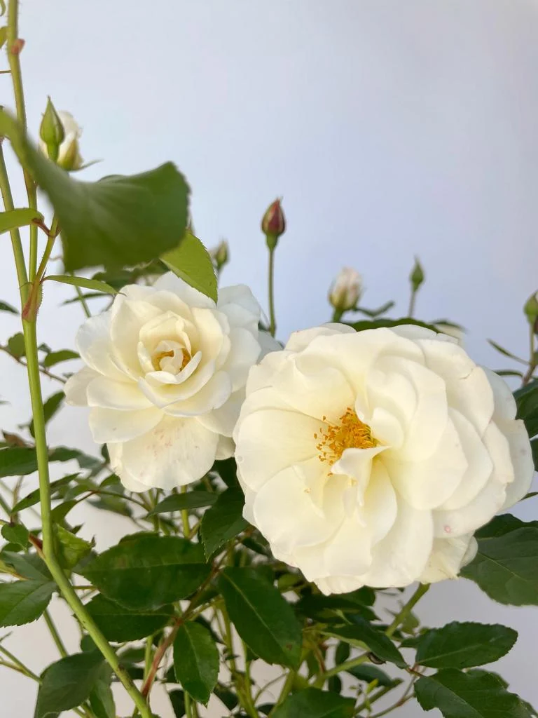 Strauchrose 'Schneewittchen'®