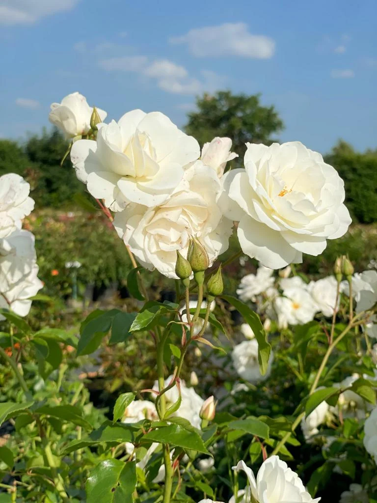 Strauchrose 'Schneewittchen'®