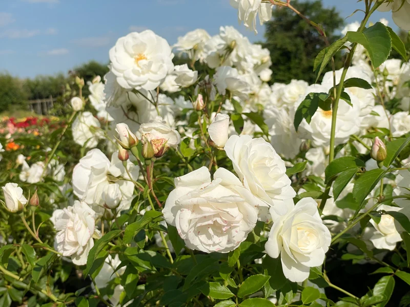 Strauchrose 'Schneewittchen'®