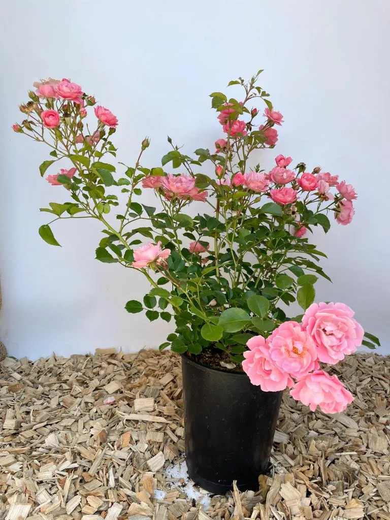 Bodendeckerrose 'Sommerwind'®