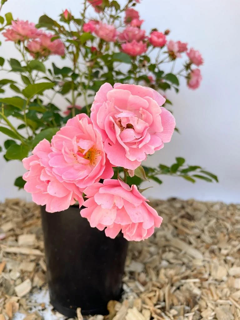 Bodendeckerrose 'Sommerwind'®