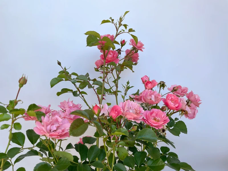 Bodendeckerrose 'Sommerwind'®