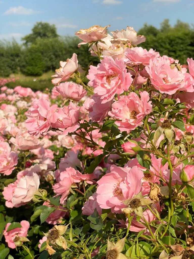 Bodendeckerrose 'Sommerwind'®