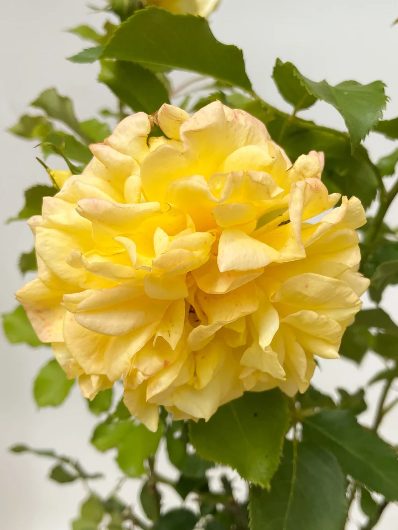 Edelrose 'Sterntaler'®