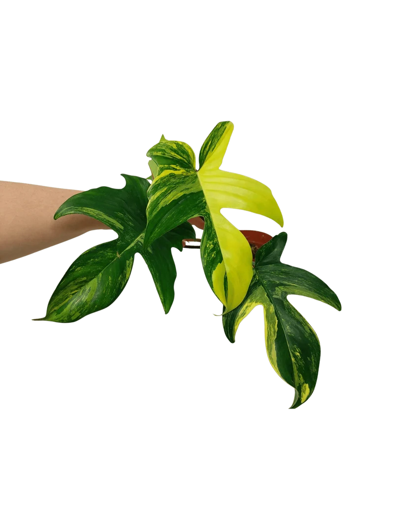 Philodendron Florida Beauty