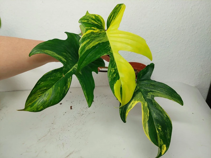 Philodendron Florida Beauty