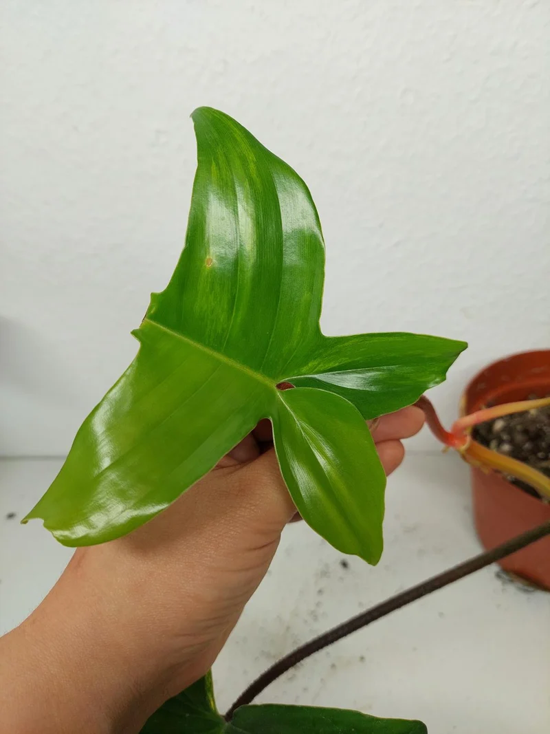 Philodendron Florida Beauty