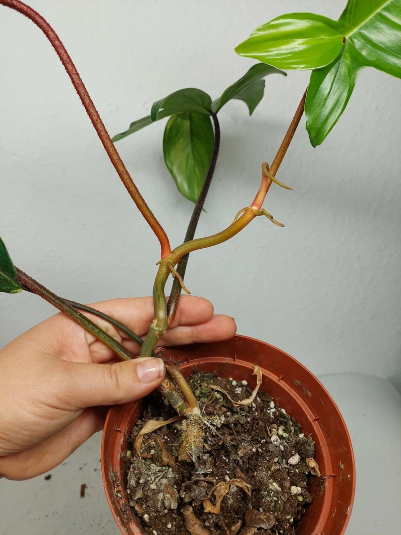 Philodendron Florida Beauty