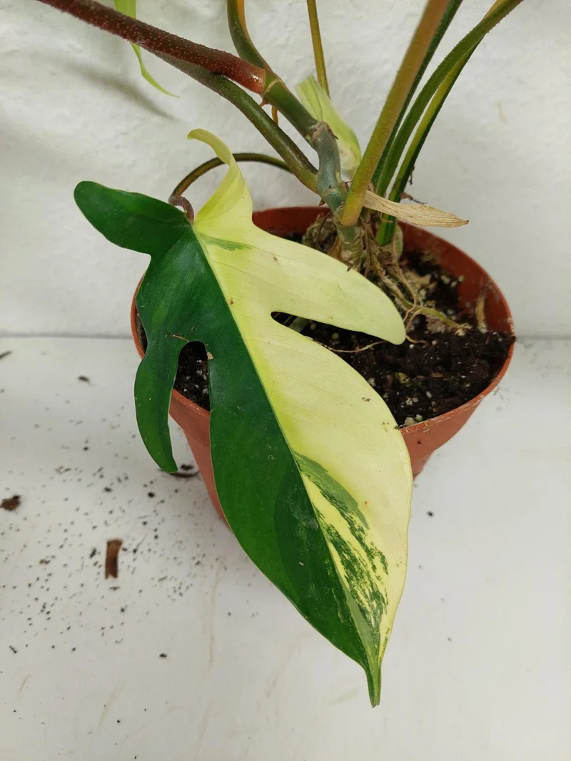 Philodendron Florida Beauty