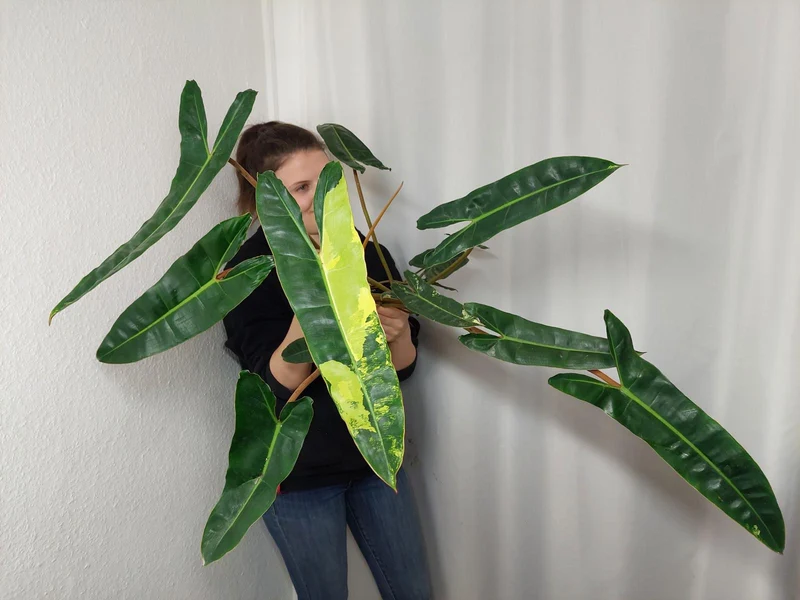 Philodendron Billietiae Variegata groß
