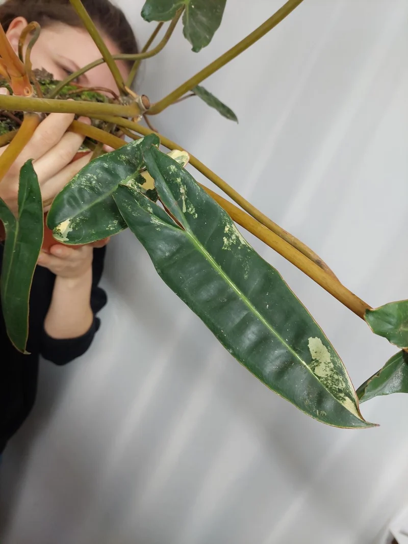 Philodendron Billietiae Variegata groß