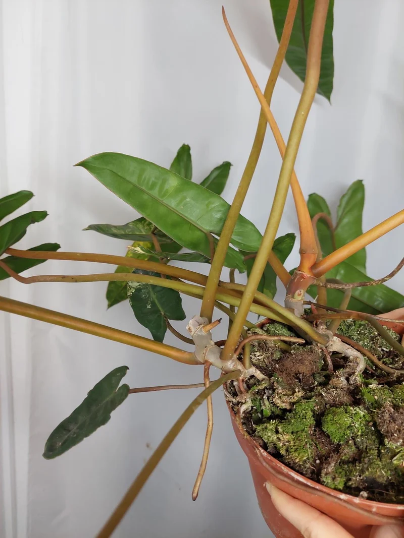 Philodendron Billietiae Variegata groß