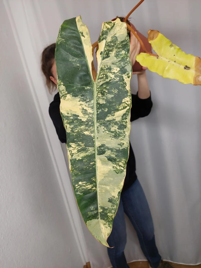 Philodendron Billietiae Variegata groß