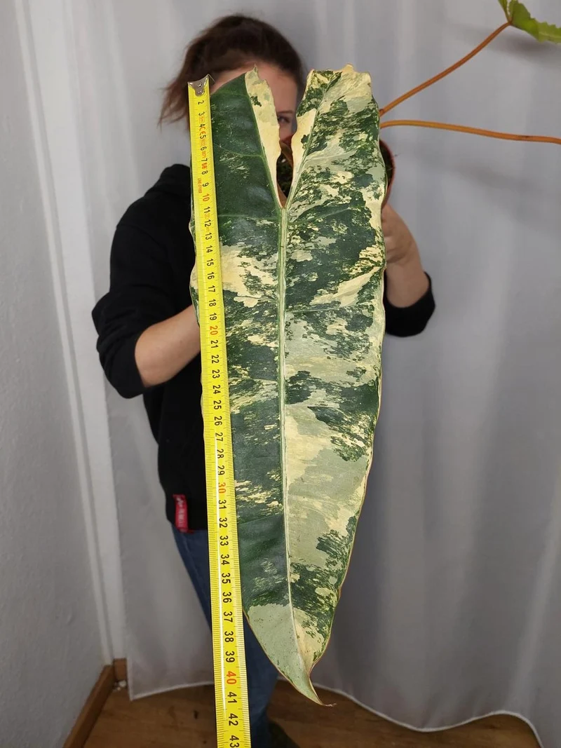 Philodendron Billietiae Variegata groß