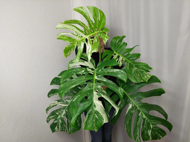 Monstera Variegata Adult