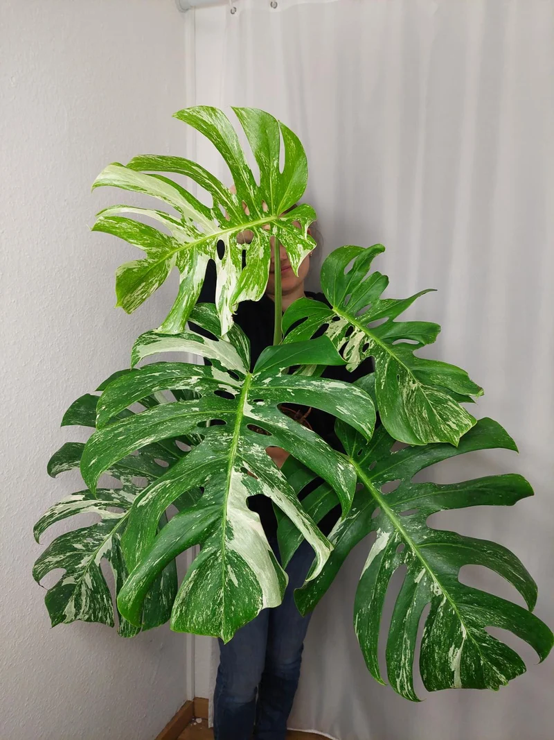 Monstera Variegata Adult
