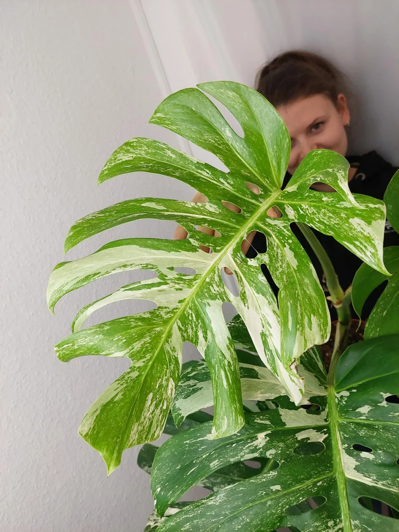 Monstera Variegata Adult