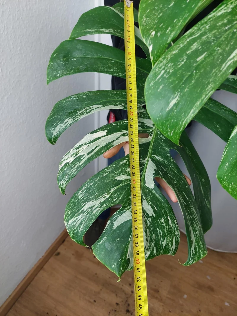 Monstera Variegata Adult