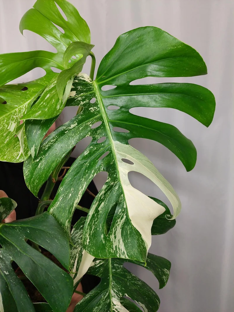 Monstera Variegata Adult
