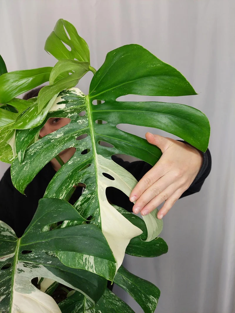 Monstera Variegata Adult