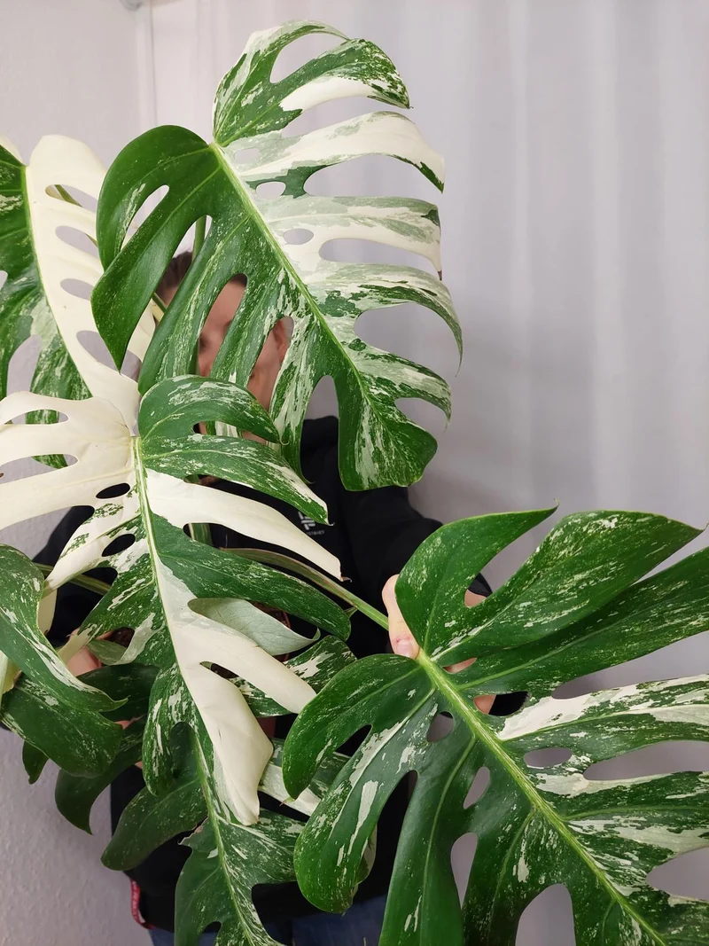 Monstera Variegata Adult