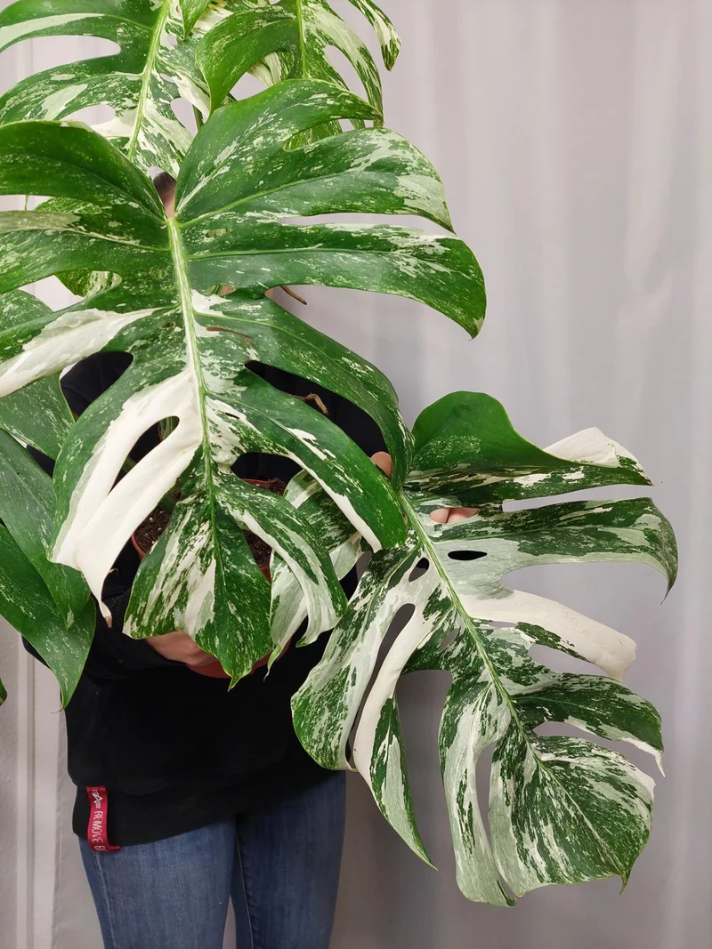 Monstera Variegata Adult