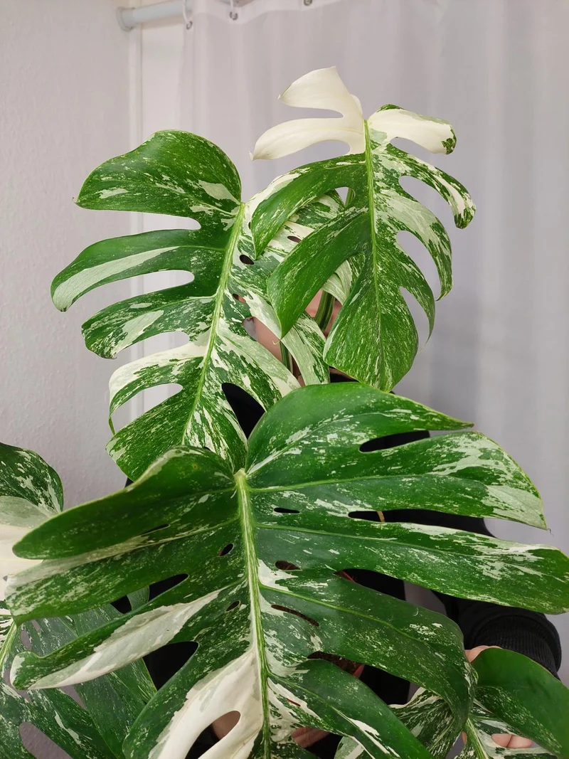 Monstera Variegata Adult