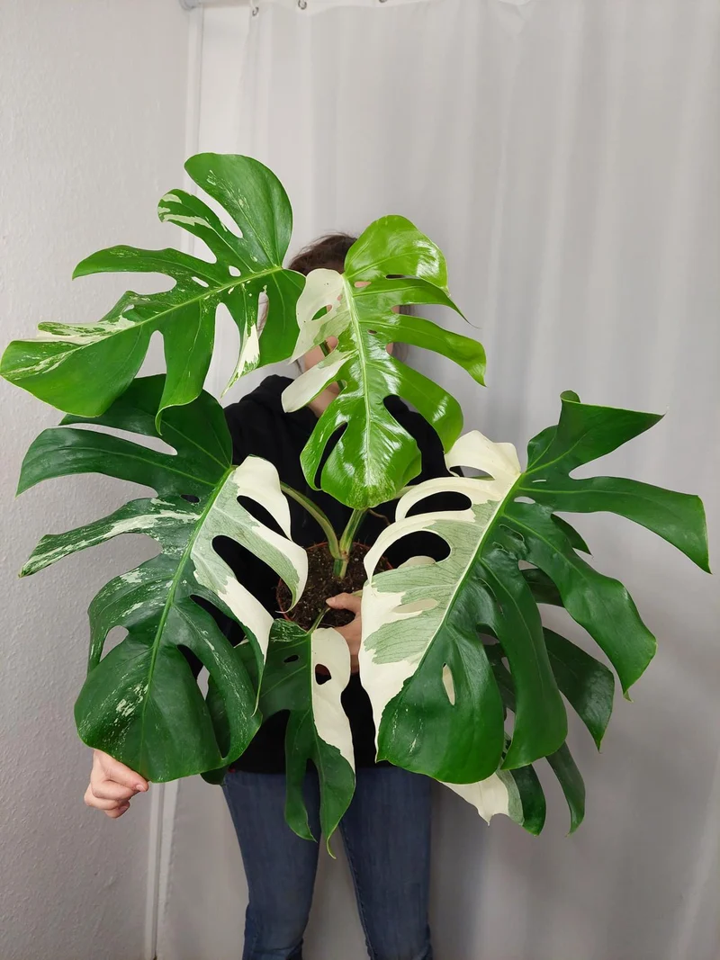 Monstera Variegata Adult