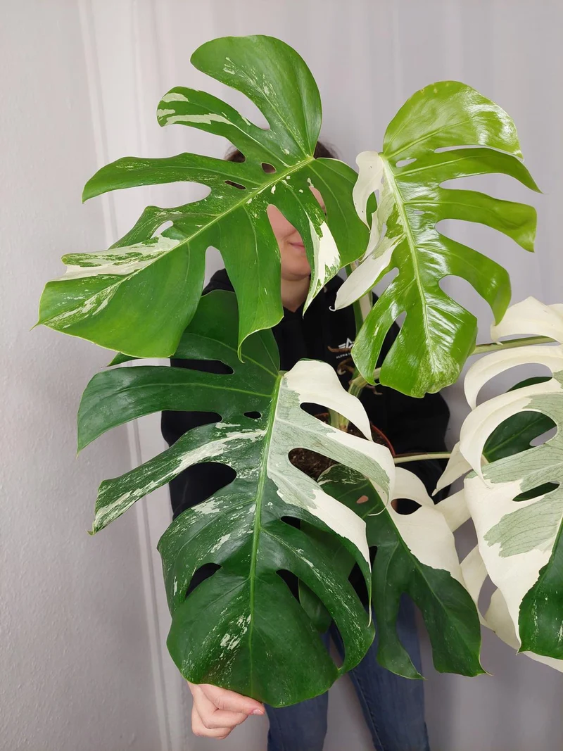 Monstera Variegata Adult