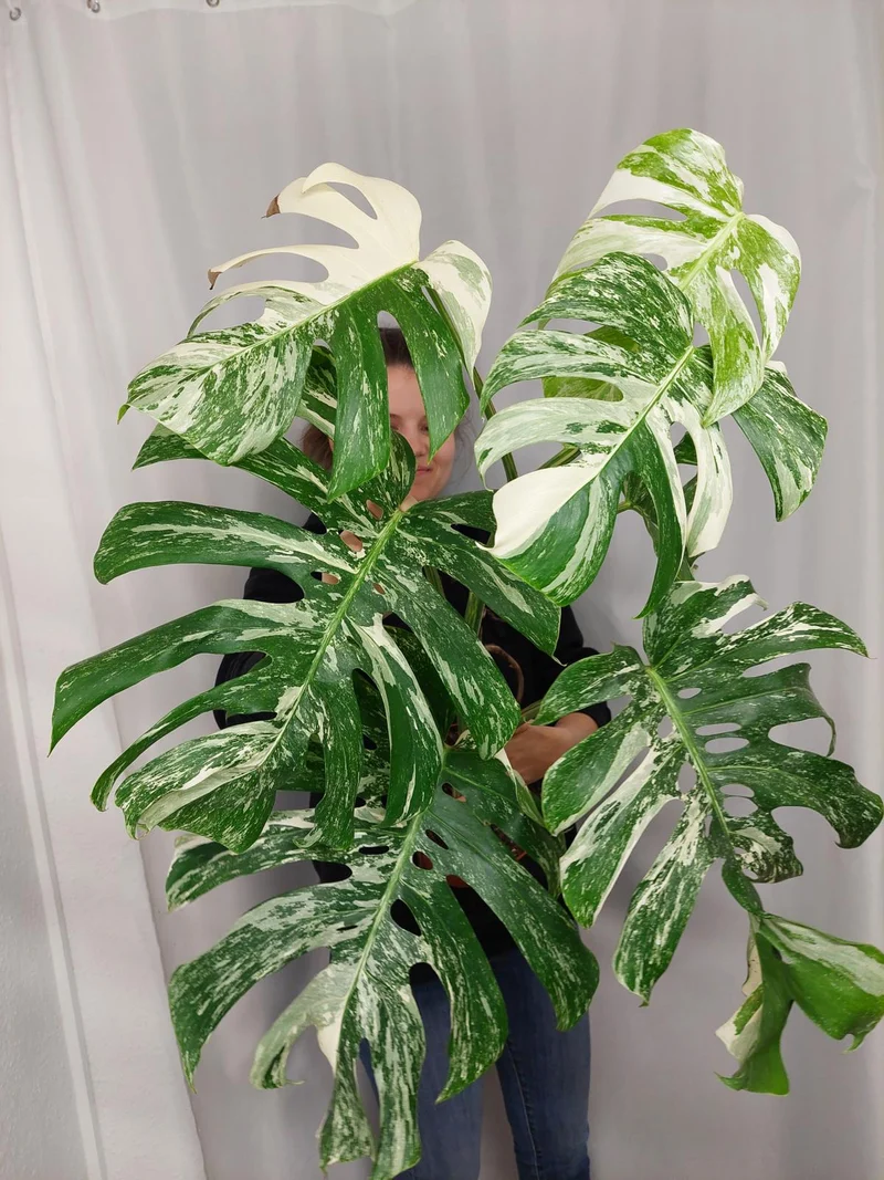 Monstera Variegata Adult