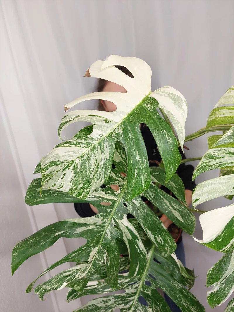 Monstera Variegata Adult