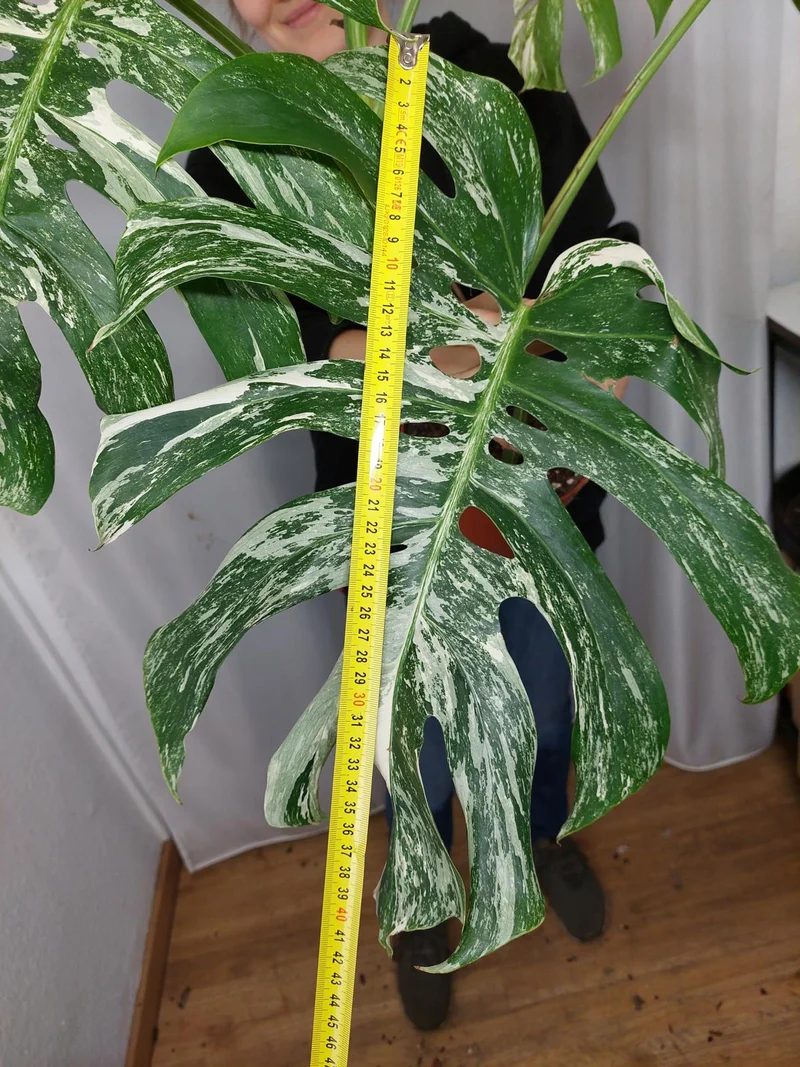 Monstera Variegata Adult