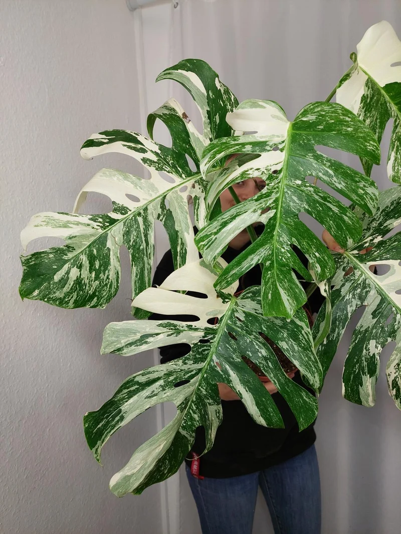 Monstera Variegata Adult