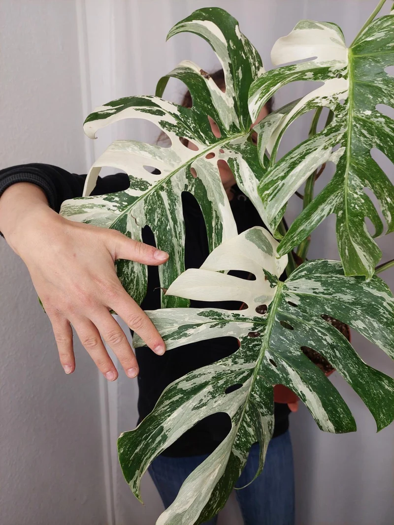 Monstera Variegata Adult