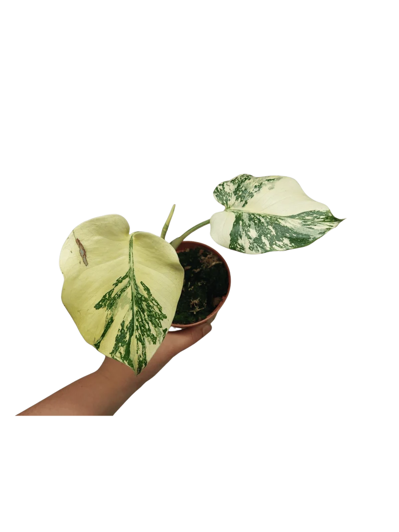 Monstera Thai Creme Brulee