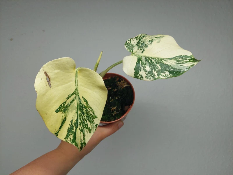 Monstera Thai Creme Brulee