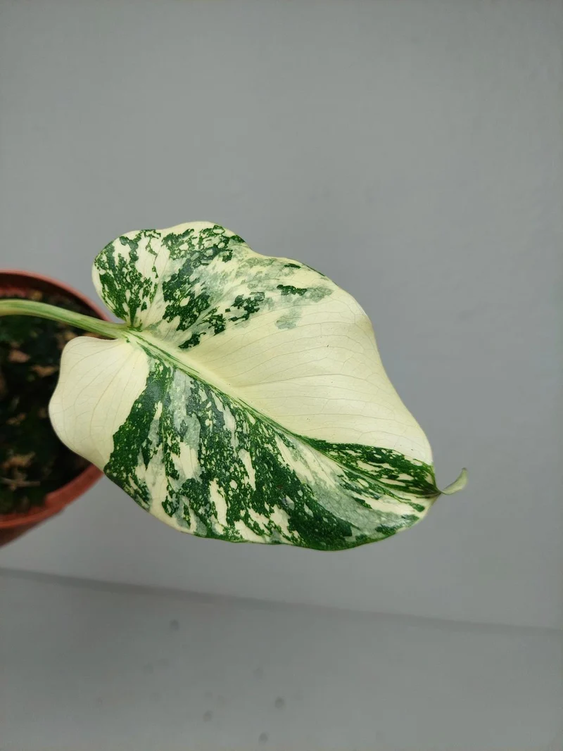 Monstera Thai Creme Brulee