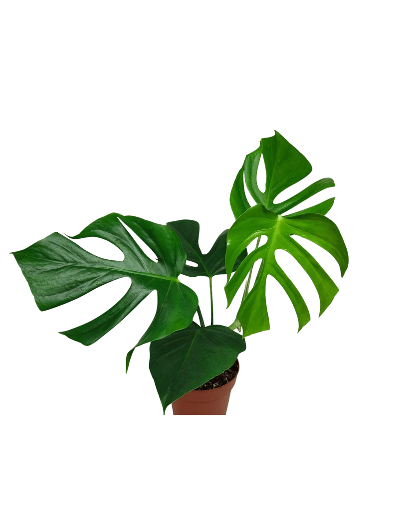 Monstera Sierrana