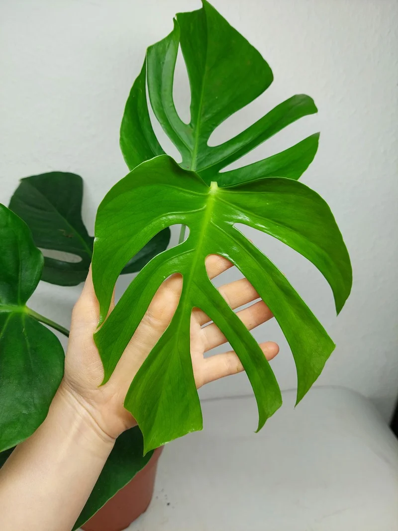 Monstera Sierrana