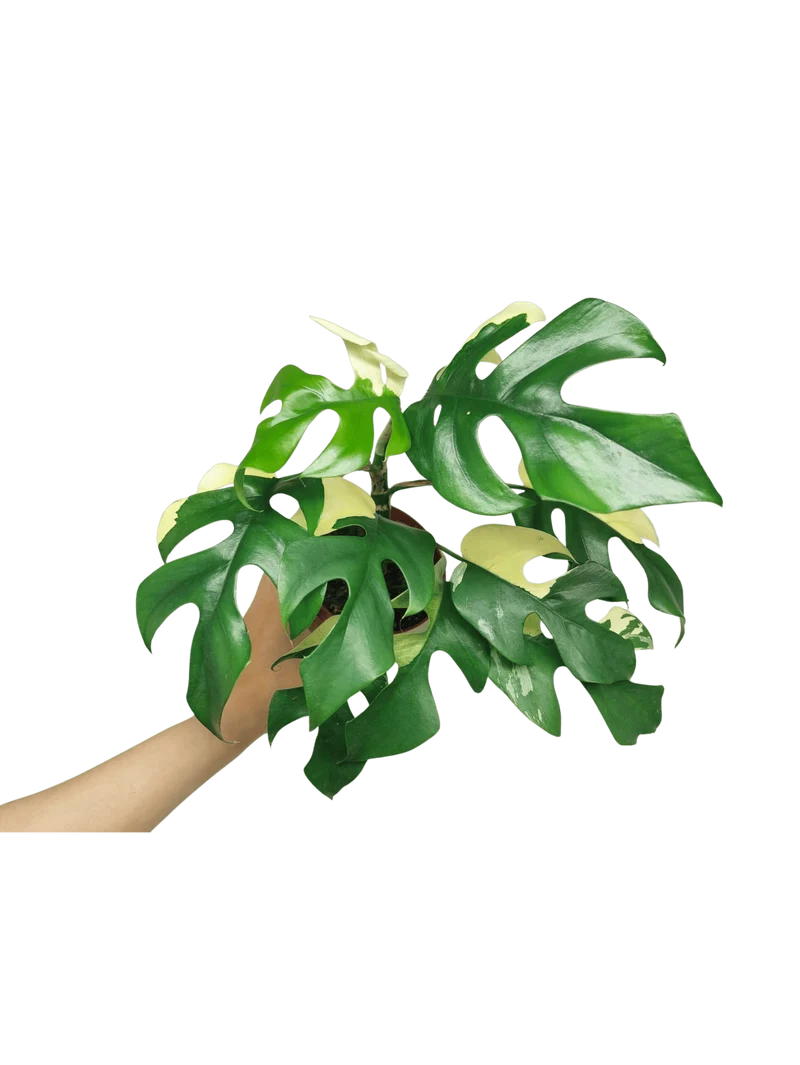 Monstera Minima (Raphidophora Tetrasperma) Variegata